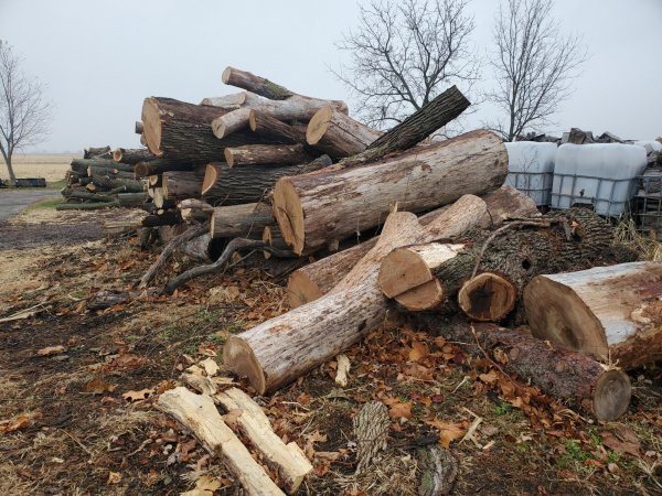 Log delivery 11-25 West pile 5.jpeg