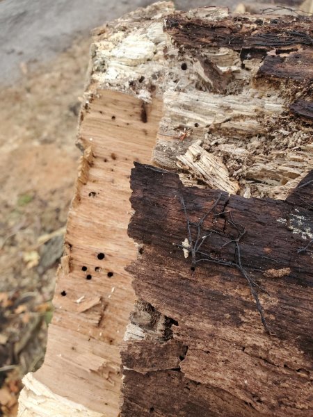 Log delivery 11-25 West pile 6.jpeg