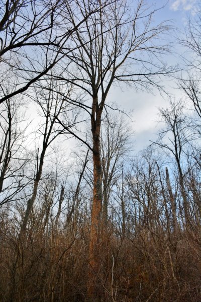 DSC_1947 (683x1024).jpg