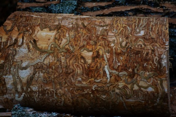 DSC_1959 (1024x683).jpg