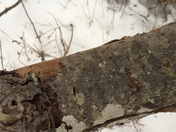 Bark1.JPG