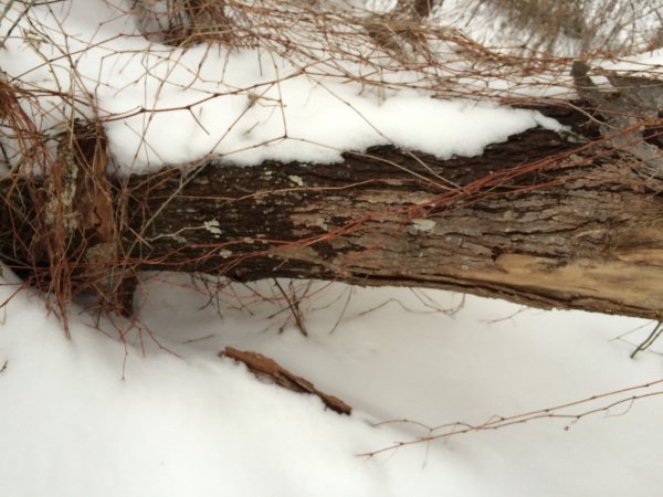 Bark3.JPG