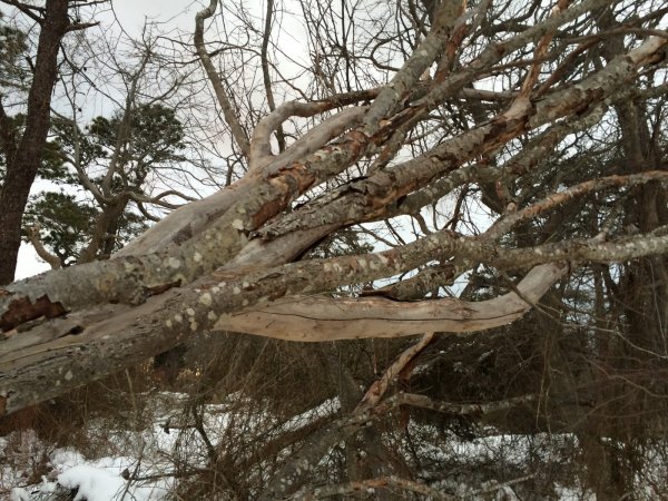 Branches1.JPG