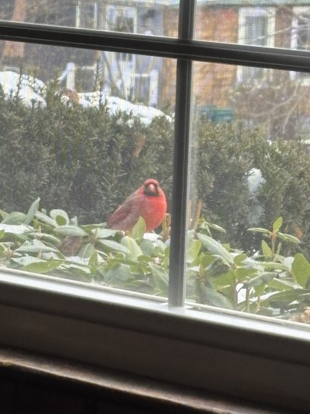 cardinal 12-4-25.jpg