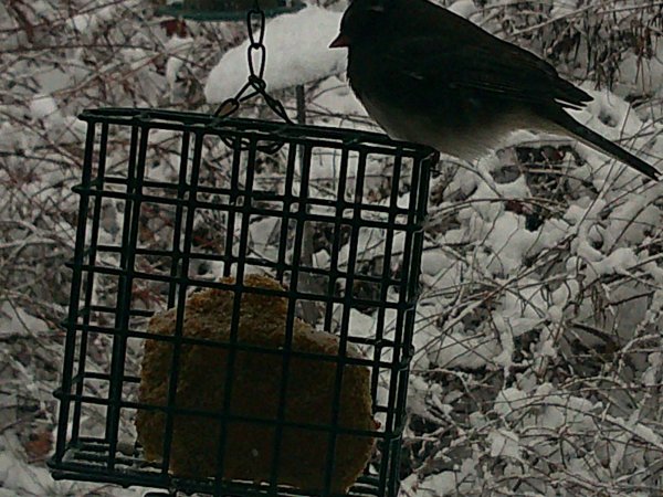 DSCF0466.JPG