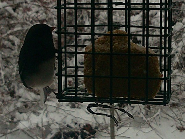 DSCF0461.JPG