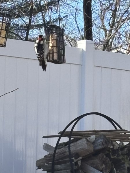 downy woodpecker 12=22=25.JPG