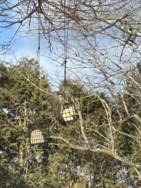 northern flicker.JPG