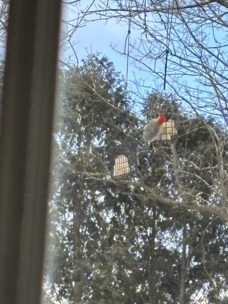 male red bellied woodpecker.JPG
