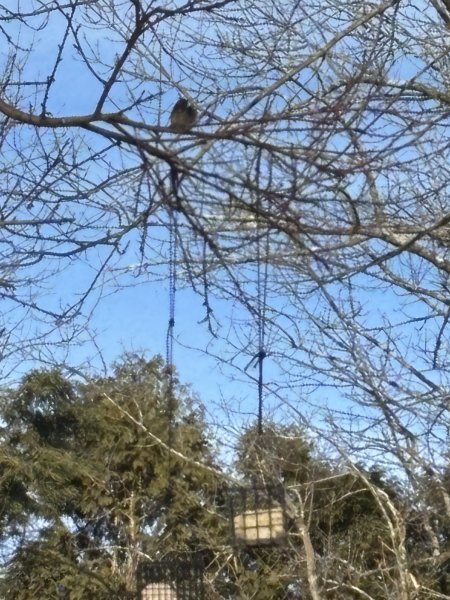 bluebird hard to see.JPG