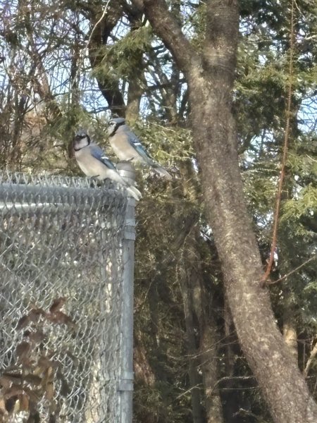 two blue jays.JPG