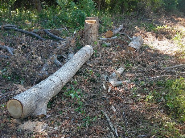 DSCF0004.JPG