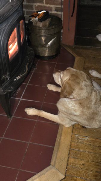 Dog likes the fire.jpg