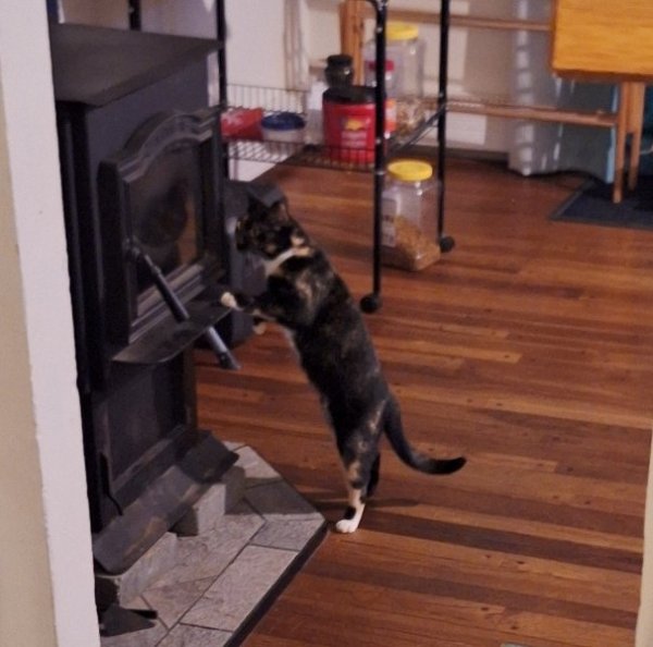 lila at stove 1.jpg