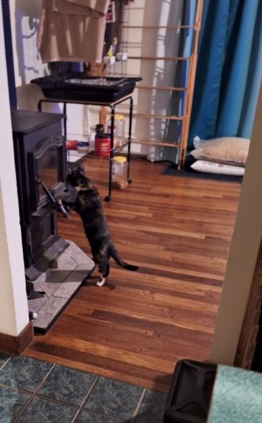 lila at stove 2.jpg