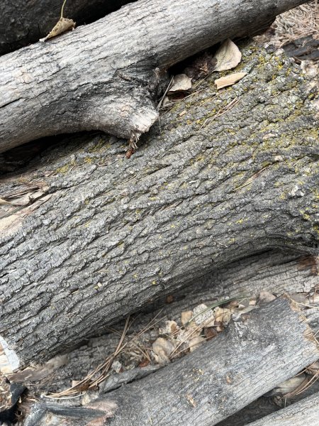 IMG_1955.jpeg