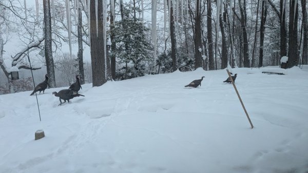 PXL_20260206_124353979.jpg