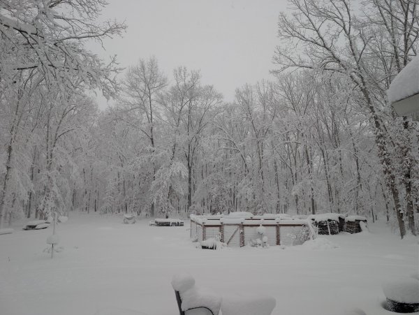 backyard.jpg
