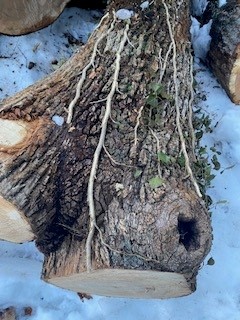 log 1.jpg