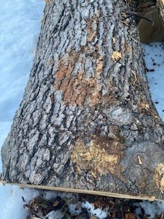log 5.jpg