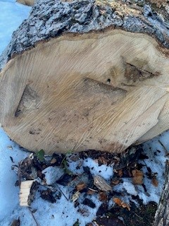 log 6.jpg