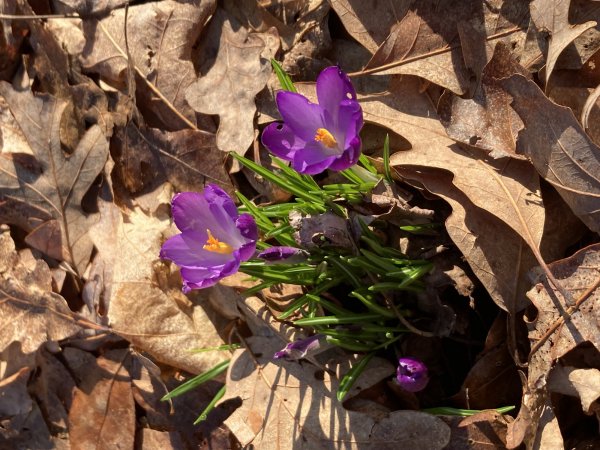 IMG_5423.jpeg