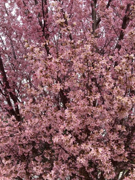 IMG_5430.jpeg