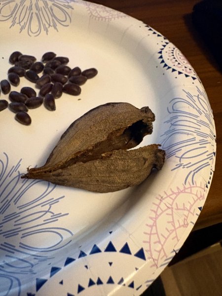Seed Pod 2.jpeg