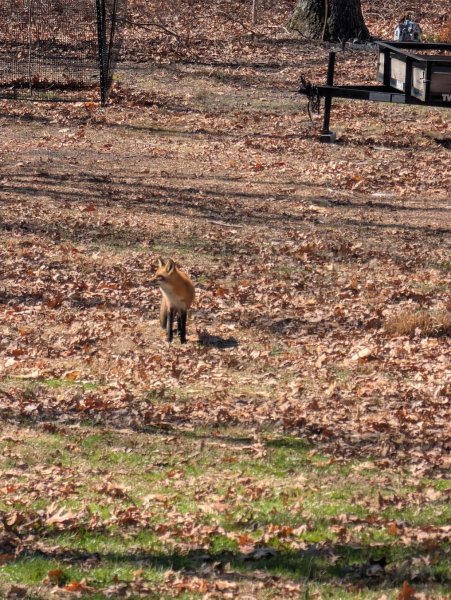 fox.jpg