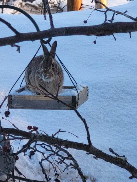Feeding the birds.jpg