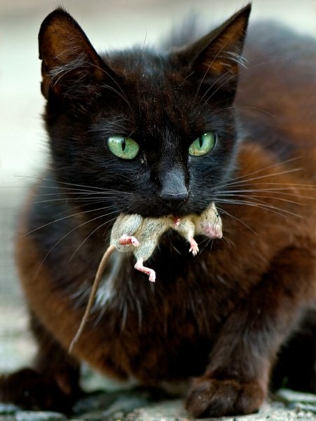 600px-cat-with-mouse (Large).jpg