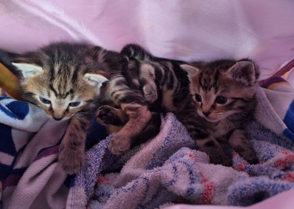 two kittens out of 3 crop.jpg