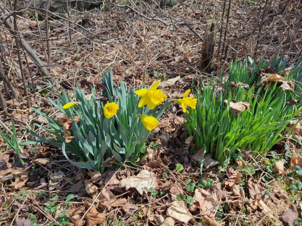 First batch of daffodils.jpg