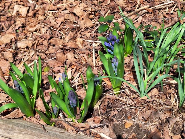 First batch of hyacinths.jpg