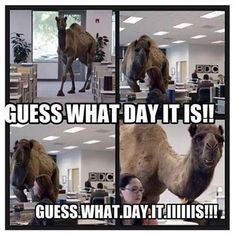 6557757e0e36b4db9580960916303fea--wednesday-hump-day-funny-things.jpg