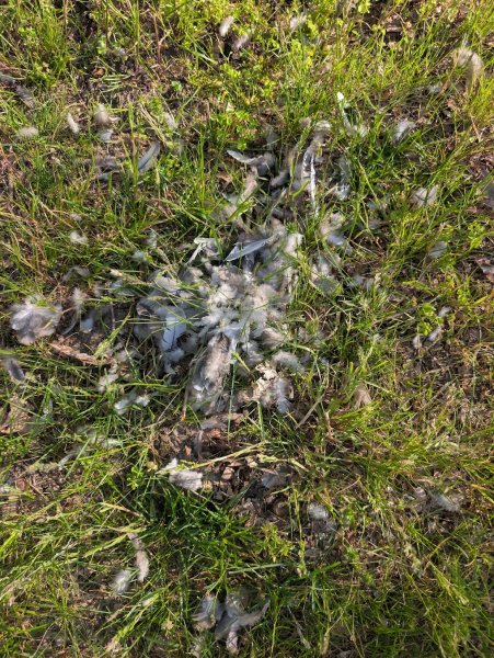 bird death.jpg