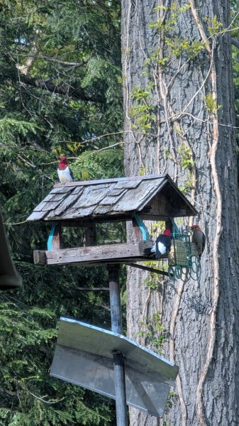 PXL_20260507_215513647.jpg