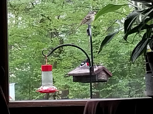 IMG_20260514_103934.jpg