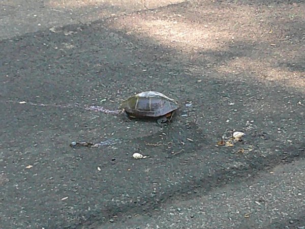 DSCF0960.JPG