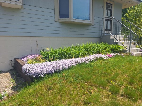 front phlox.jpg