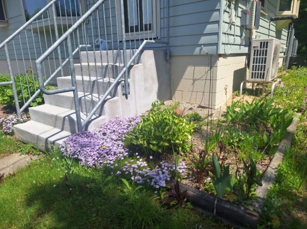 front phlox 2.jpg