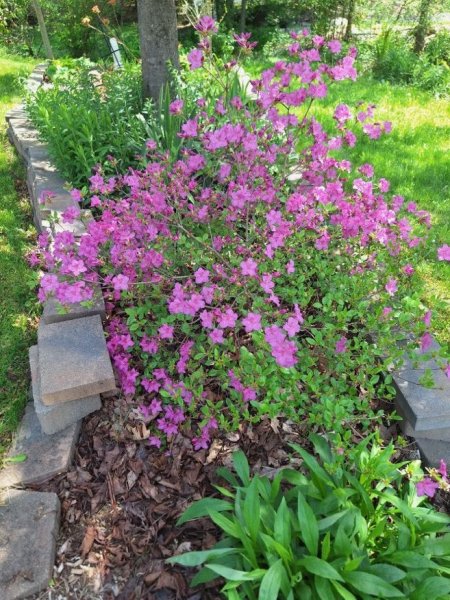 small rhodie by mailbox.jpg