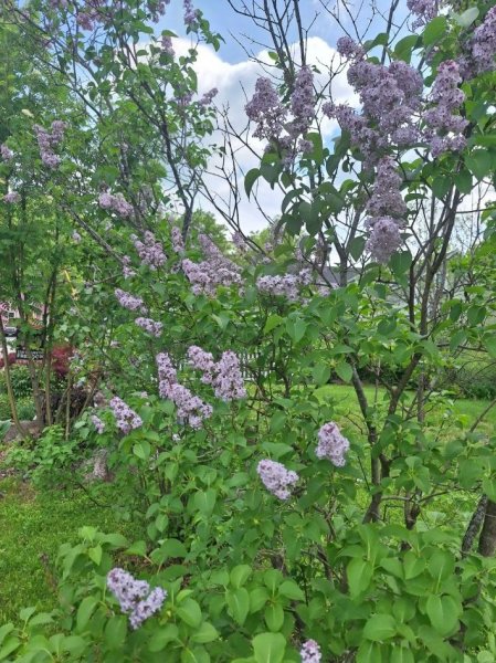 Lilac.jpg