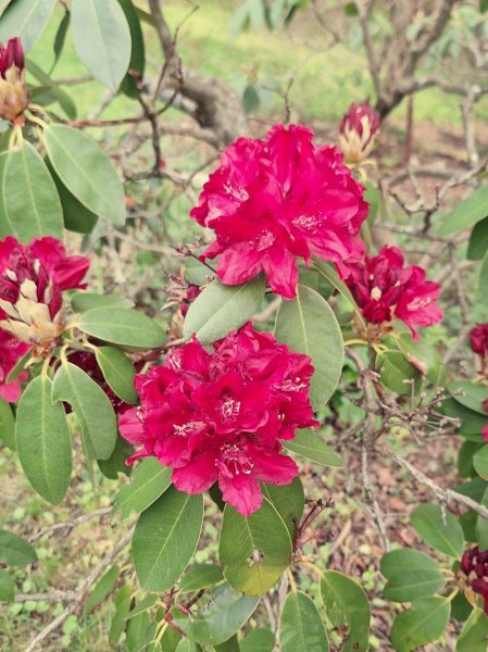 Red Rhodie blooms 5-22-26.jpg