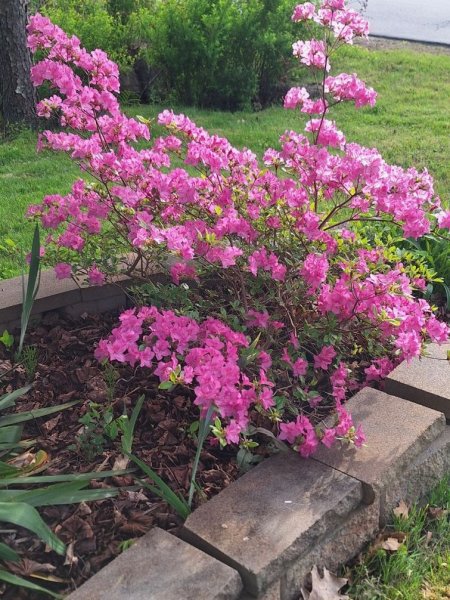 small rhodie by mailbox-back 5-22-26.jpg