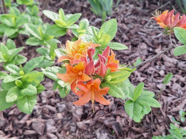 Azalea in south garden.jpg