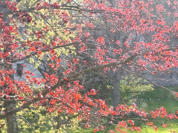 Crimson King Maple 5-7-206.jpg