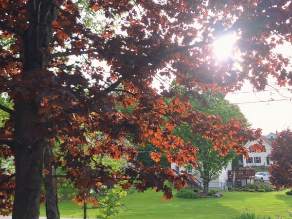Crimson King Maple 5-22-206.jpg