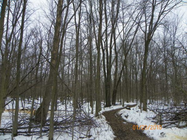Woodcutting day-4.JPG