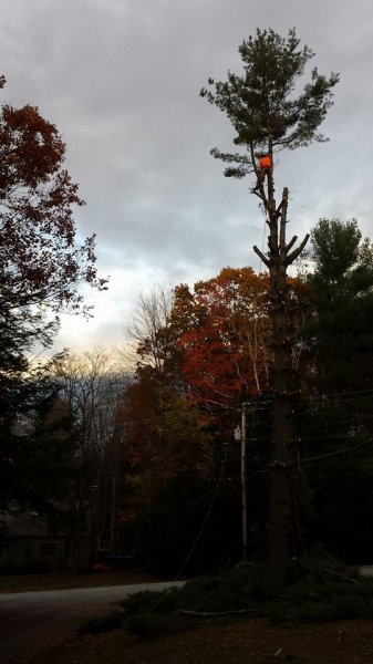 Zo's Tree.jpg